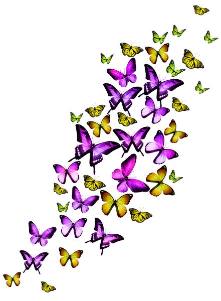 Бабочки на белом фоне много