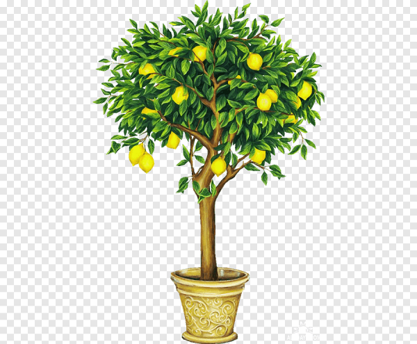Фон лимонное дерево