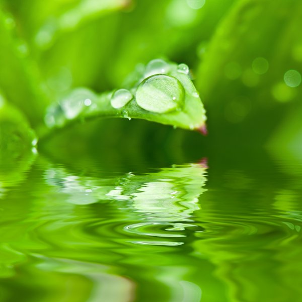 Вода и зелень