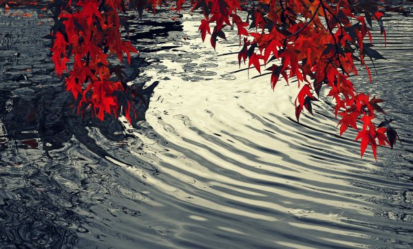 Листья над водой