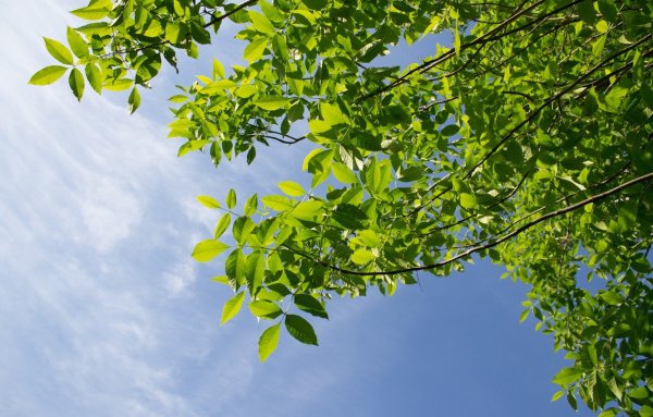 Фон листьев дерева на голубом небе