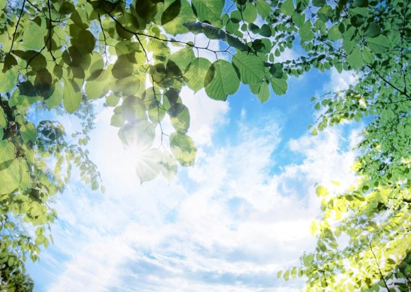 Зеленая листва на голубом небе