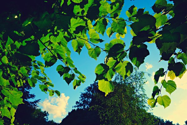 Зеленая листва на фоне неба