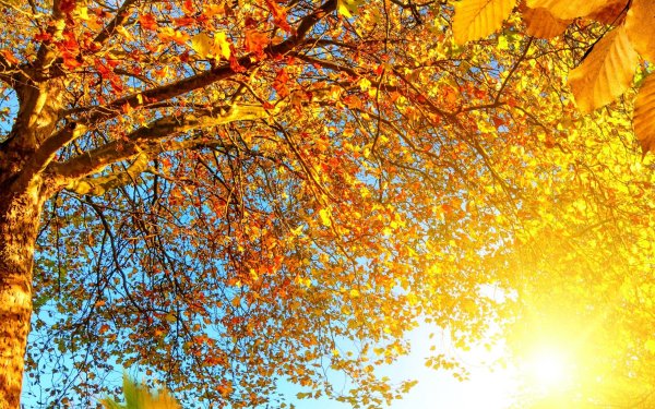Осень солнце