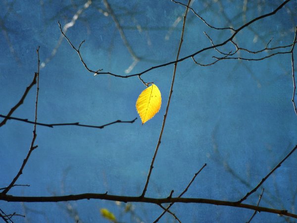 Ветка с листьями