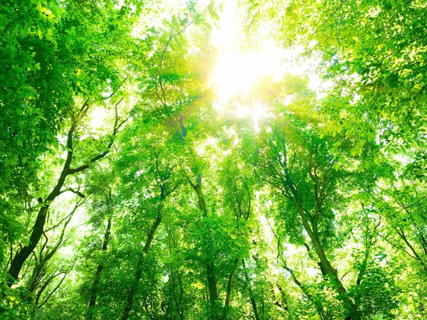 Зеленый Солнечный лес