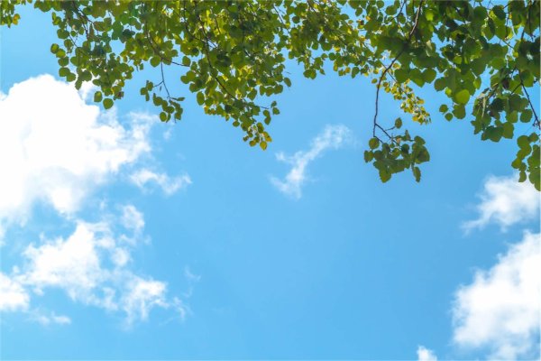 Ветви березы на голубом небе