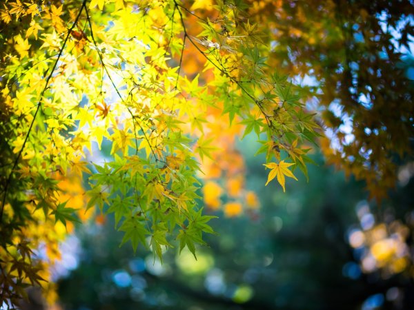 Осень листва солнце