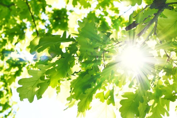 Фон листва на солнце
