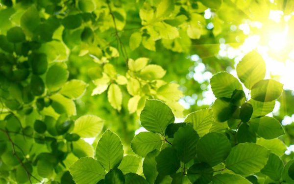Зеленый лист
