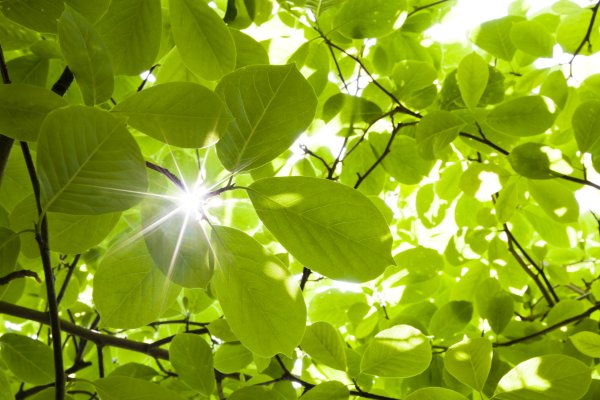 Зеленые листья солнце