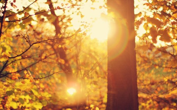 Фон листья и солнце