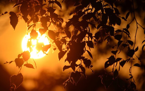 Солнце сквозь листву