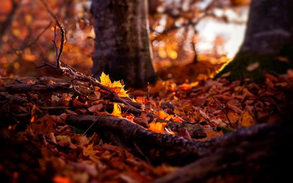 Фон листья осень в лесу