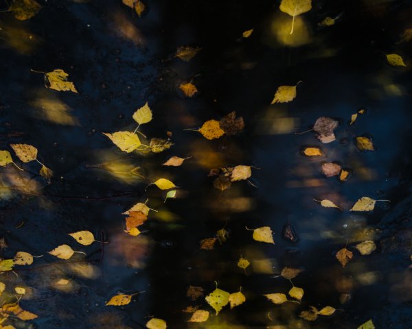 Фон падающие листья