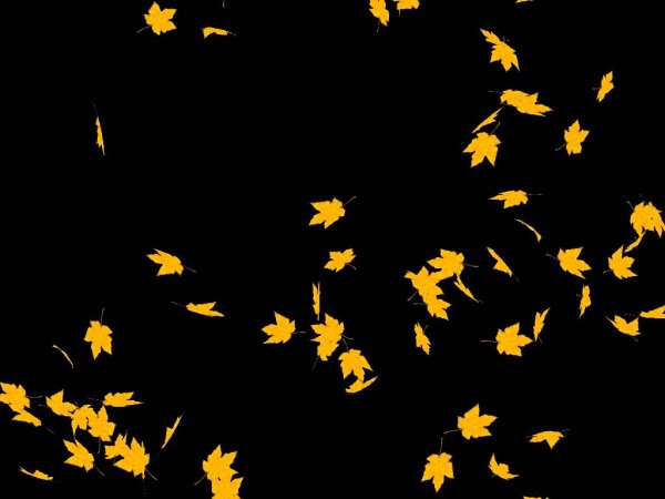 Желтые листья на темном фоне