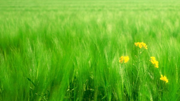 Жёлтая трава на полях