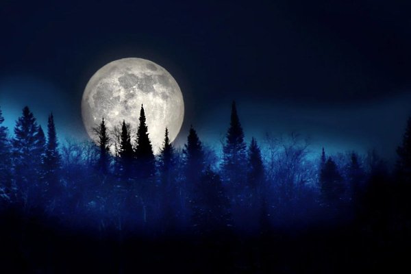 Фон луна в лесу