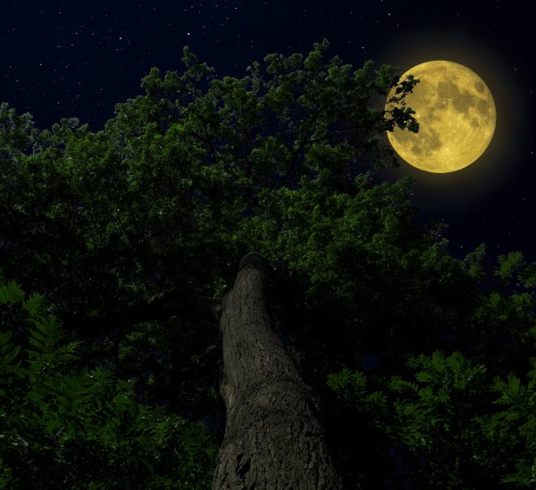 Ночное дерево