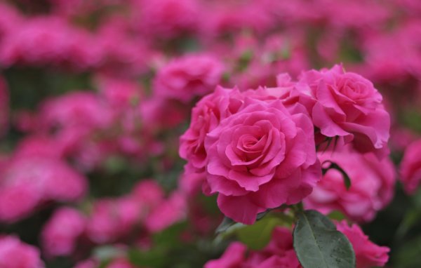 Цветы розовые малиновые