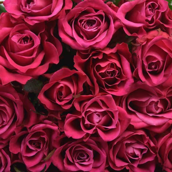 Розы малинового цвета