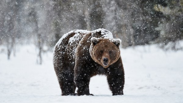 Фон медведь зимой