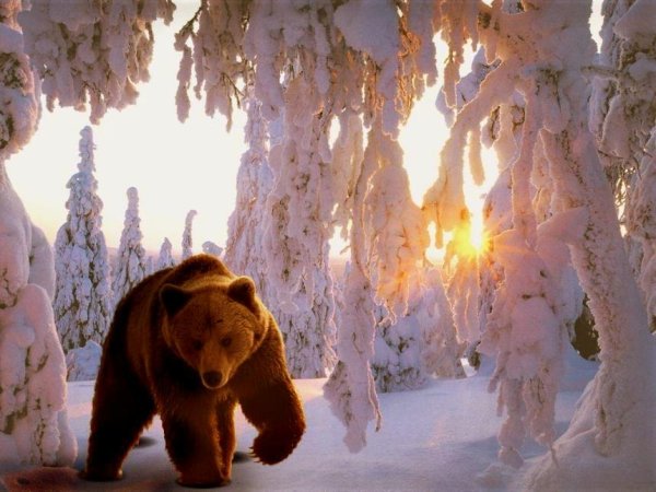 Медведь зимой в лесу