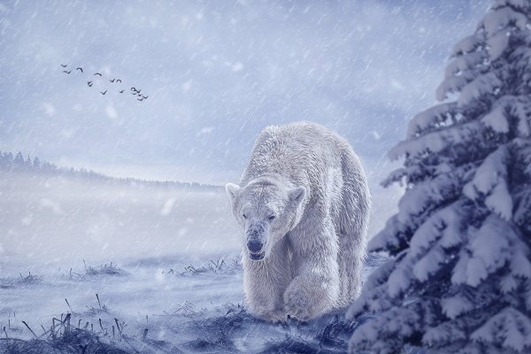 Снежный медведь