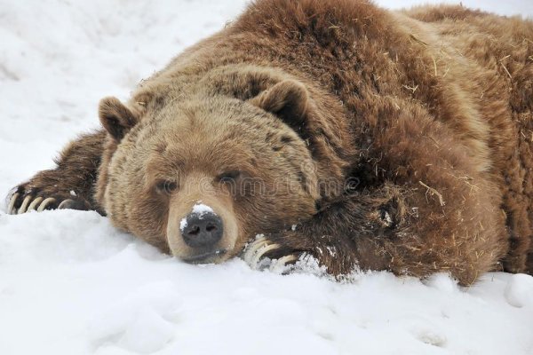 Спящие медведи