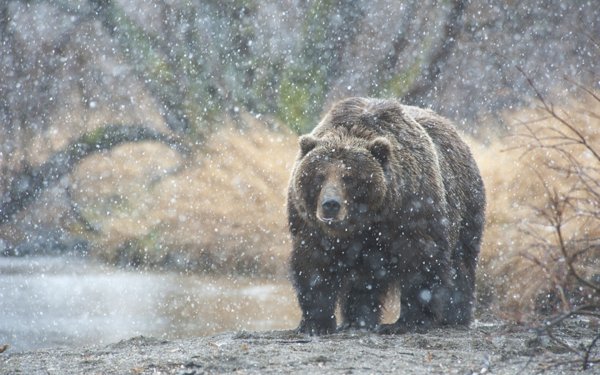 Медведь в заснеженном лесу