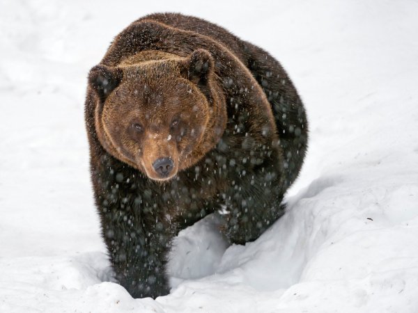 Бурый медведь зимовка
