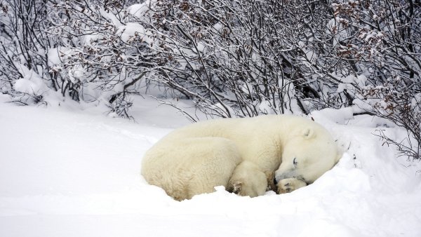 Белый медведь Ursus maritimus