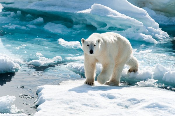 Белый Полярный медведь на льдине
