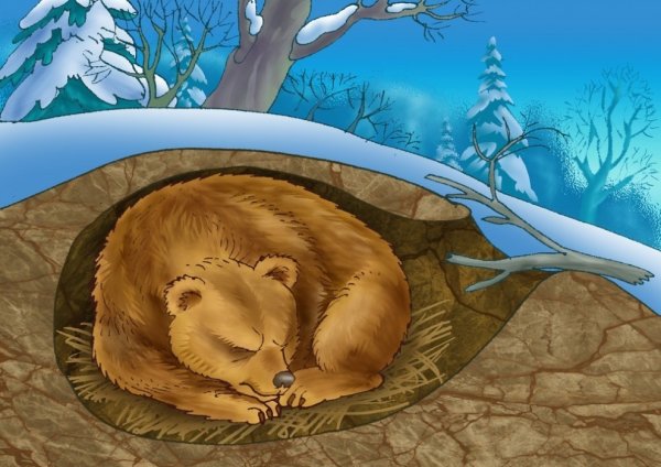 Бурый медведь зимой в берлоге