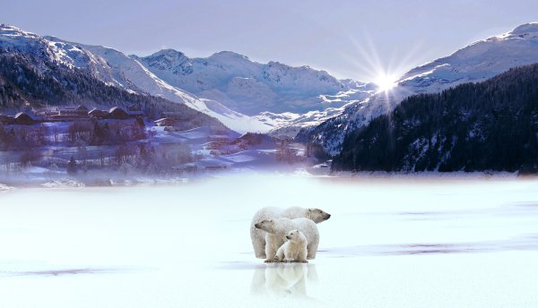 Зимний пейзаж с медведем