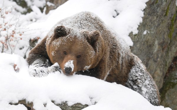 Бурый медведь в спячке