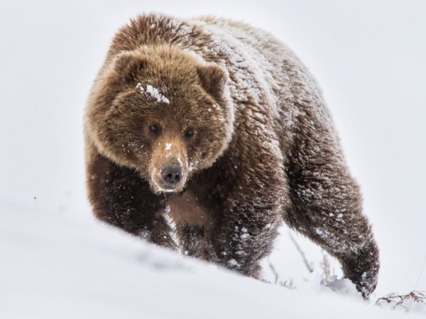 Бурый медведь зима