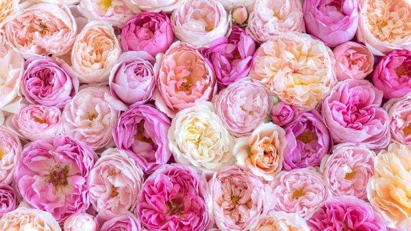 Роза пионовидная розовая