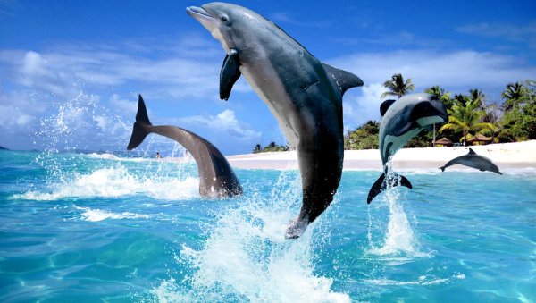 Фон море и дельфины