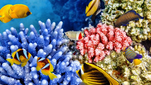 Тропические рыбки коралловый риф