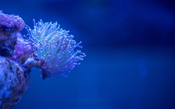Голубая актиния