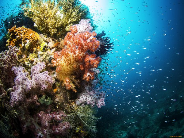 Морские водоросли на рифе