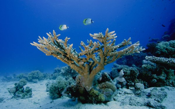 Рифы в океане