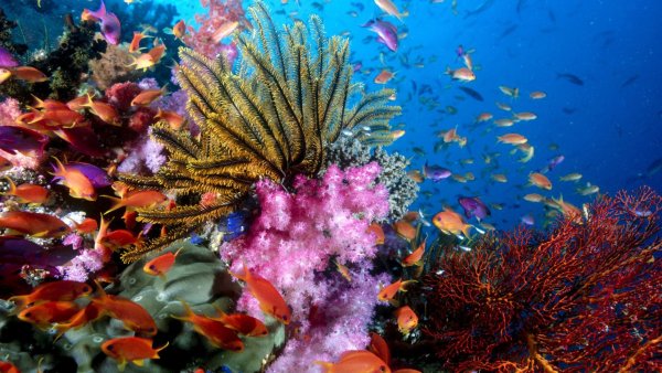 Коралловый риф Лоо