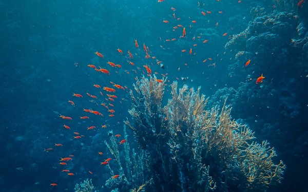 Подводный мир Баренцева моря