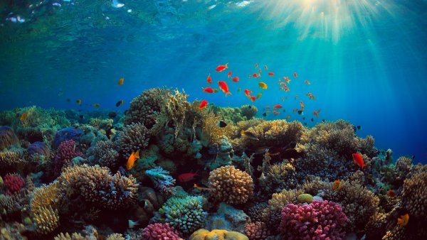 Подводный риф красного моря