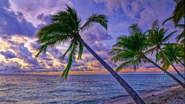 Пальмы и океан