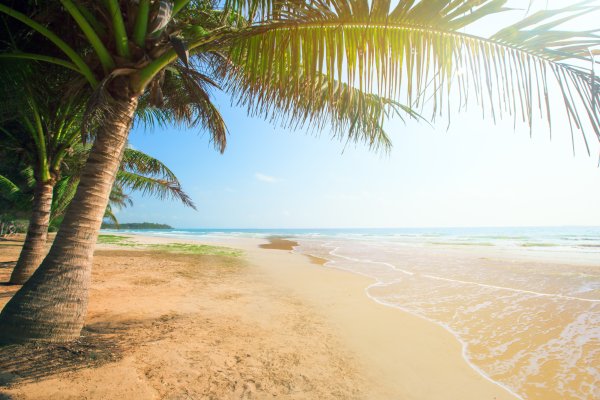 Песочный пляж с пальмой
