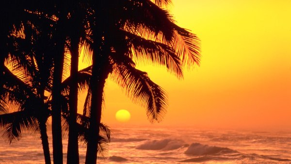 Море пальмы