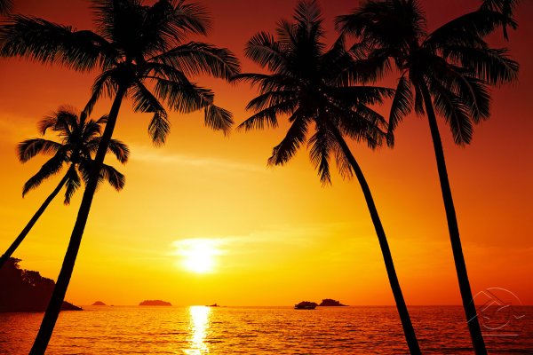 Фон море пальмы на закате